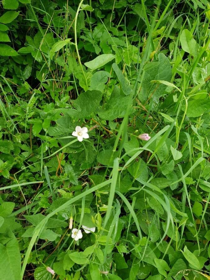 Ipomoea lacunosa 23
