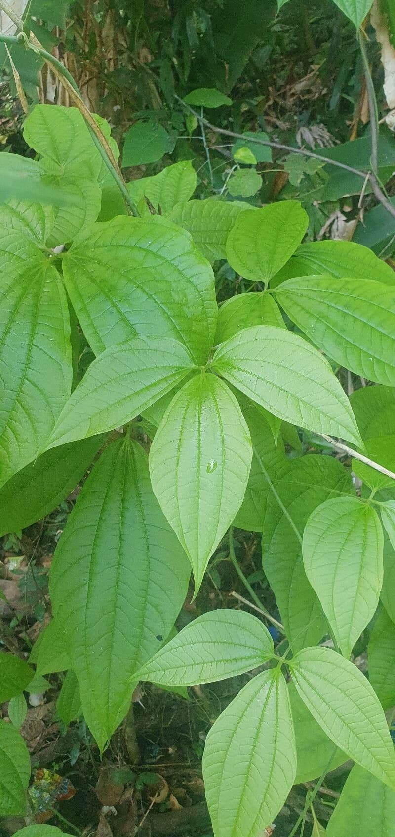 Dioscorea hispida 4