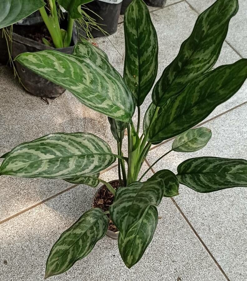 Aglaonema 4