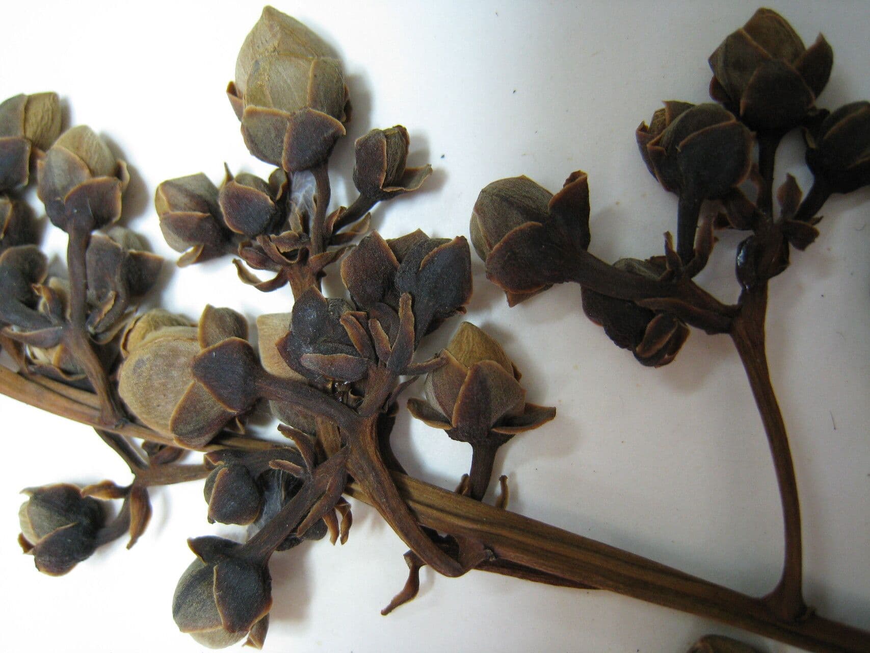 Marsh Mahurea 7