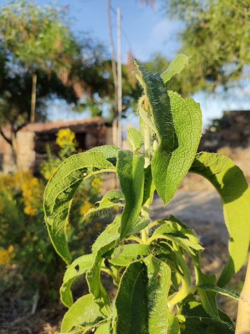 Cistus 20