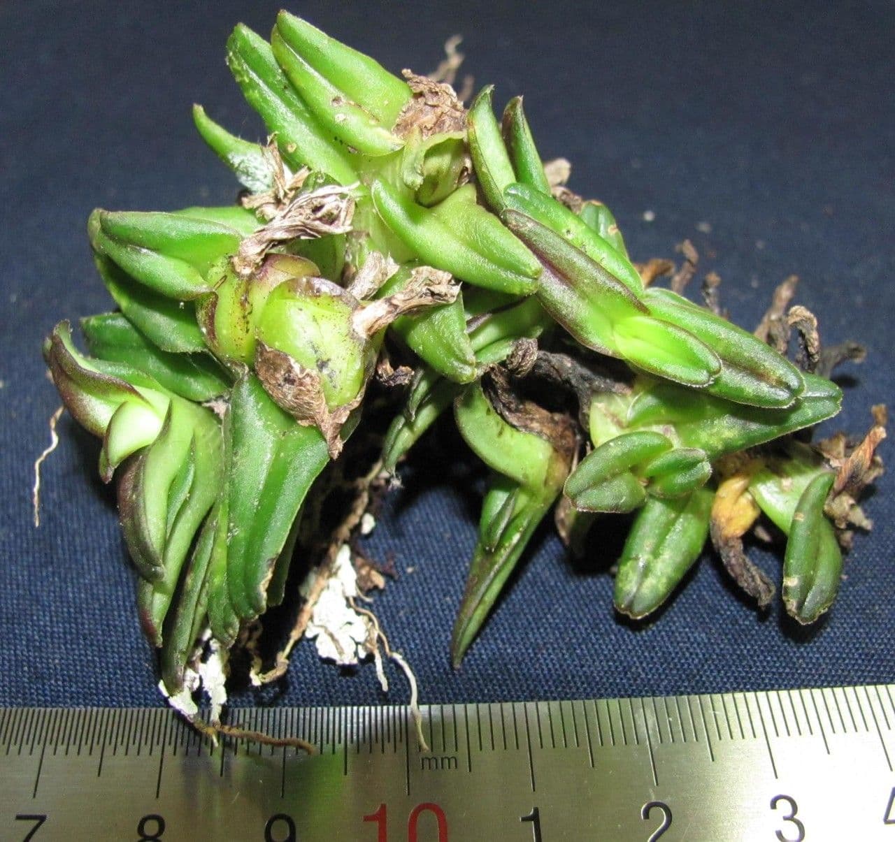 Epidendrum 3