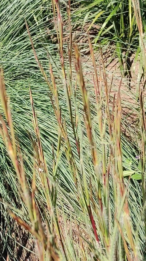 Danthonia a una spiga 6
