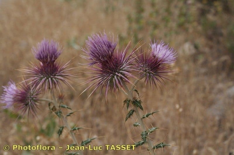 Ptilostemon 2