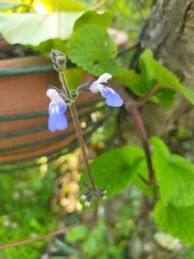 Salvia