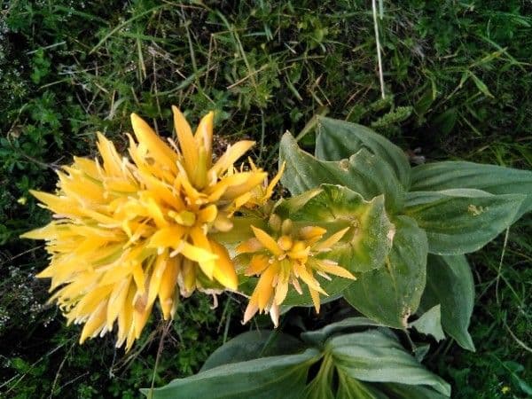 Genziana maggiore 6