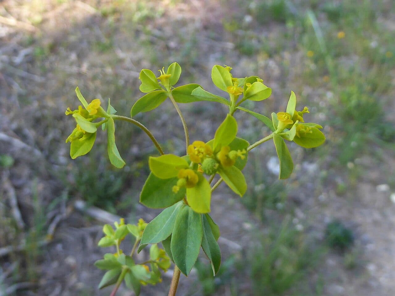 Euforbia bionda 24