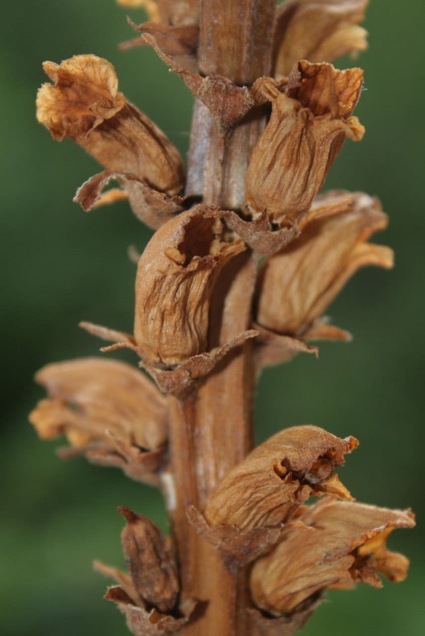 Orobanche del ginestrone 4