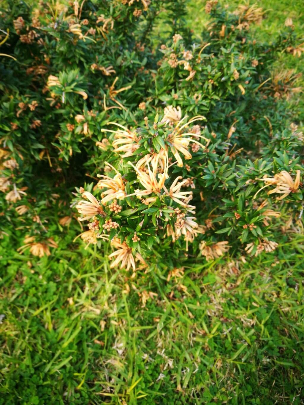 Grevillea ginepro 6