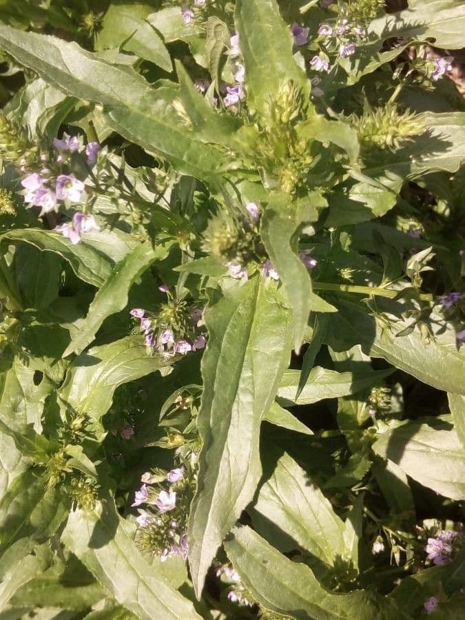 Veronica acquatica 17