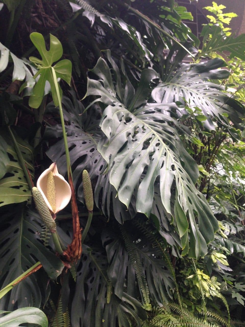 Monstera lahodná 12