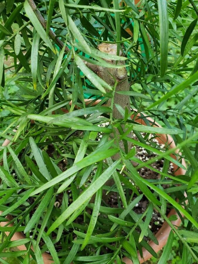 Podocarpus 4