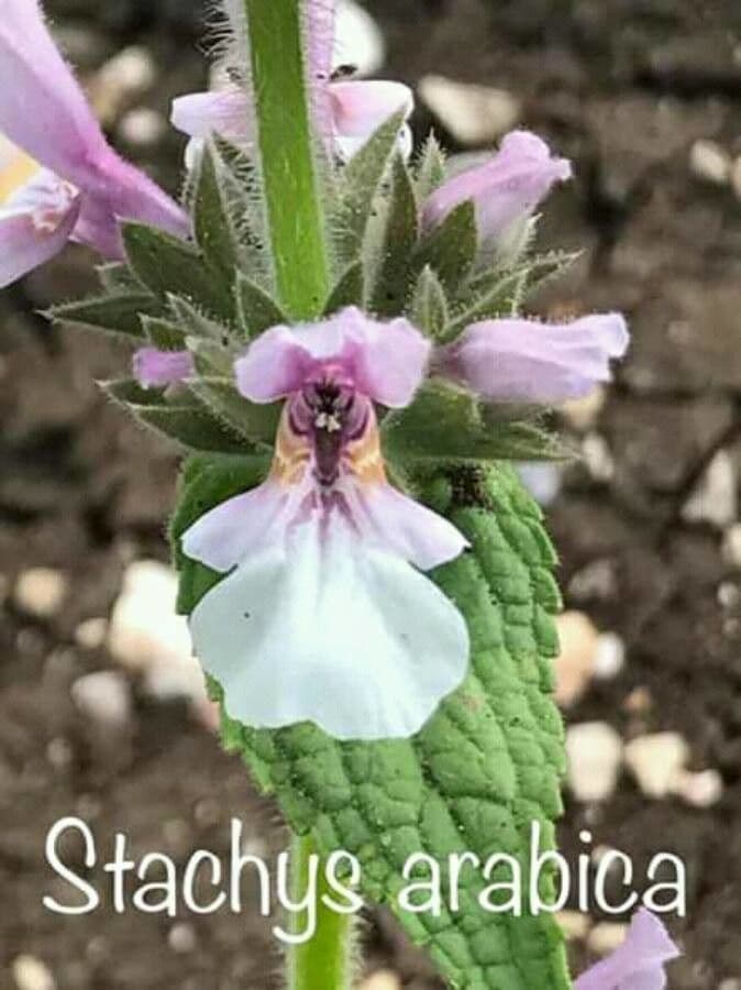 Betonica araba