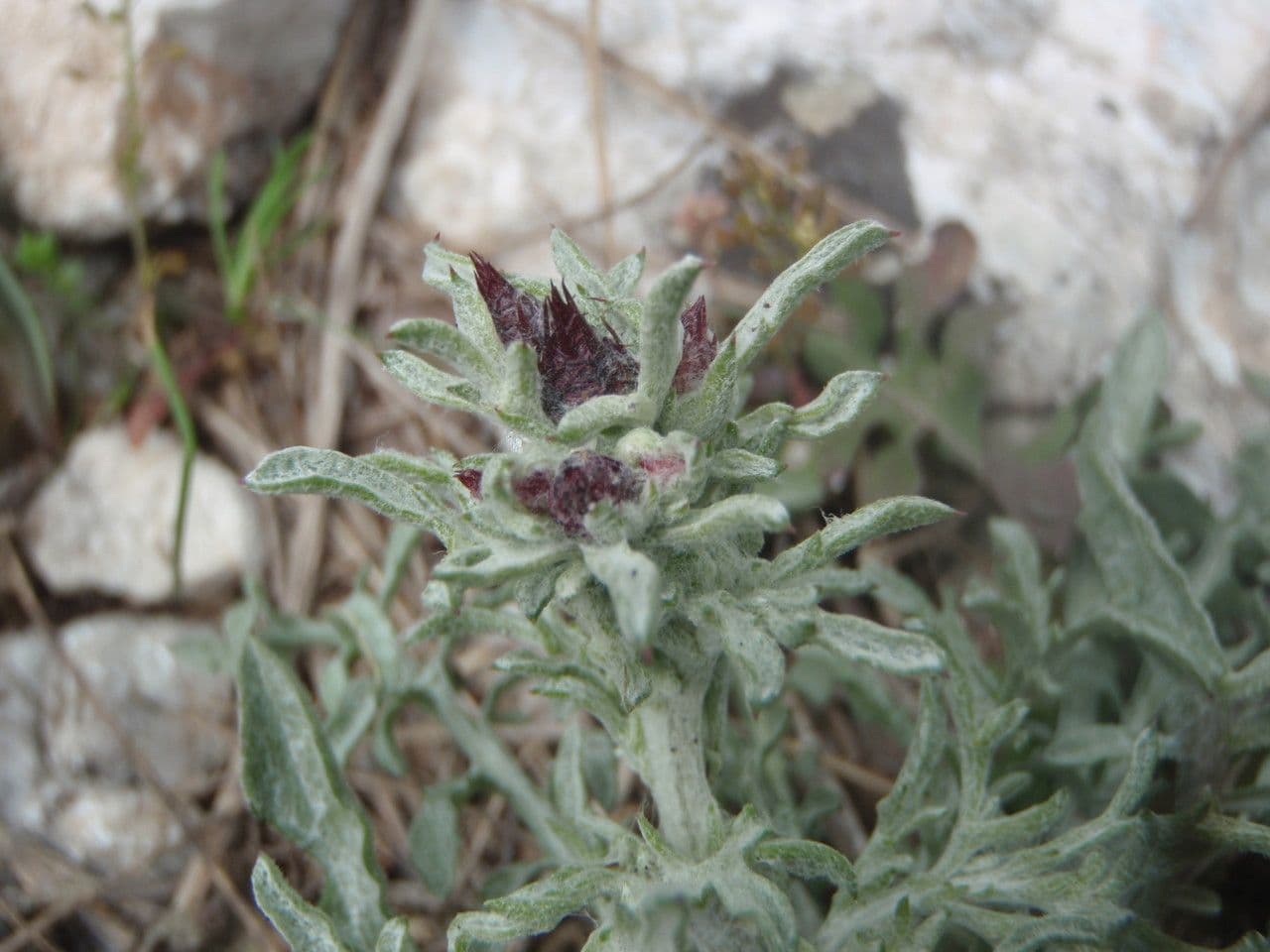 Centaurée paniculée 30