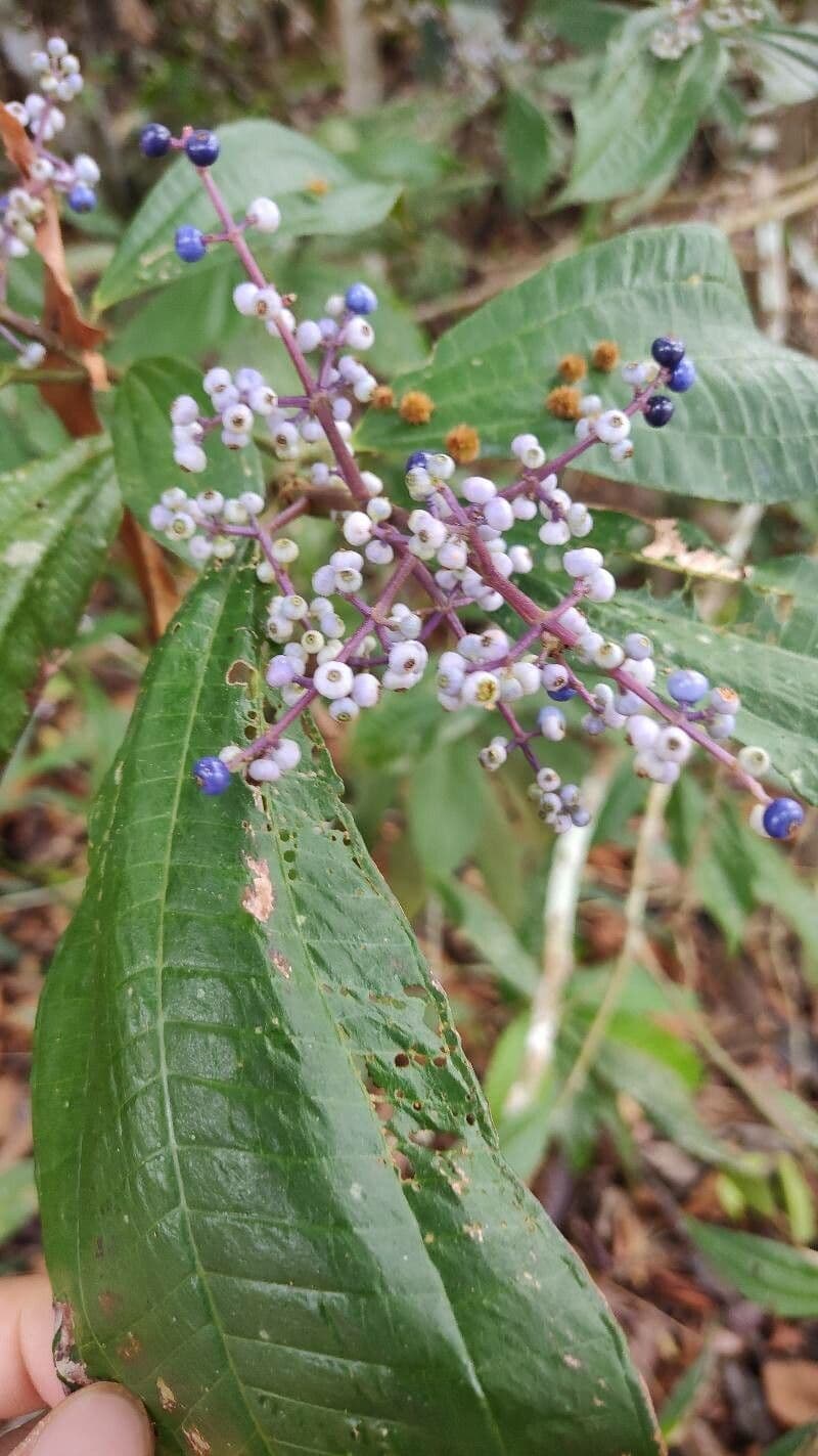 Miconia prasina
