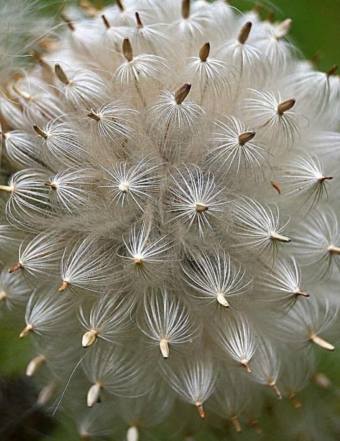 Cactus pluma