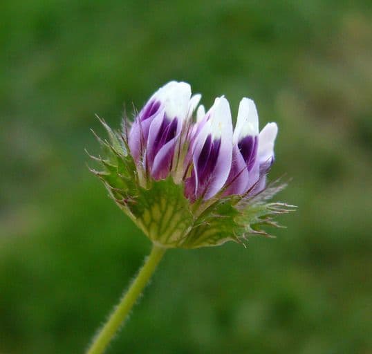 Trifoglio 7
