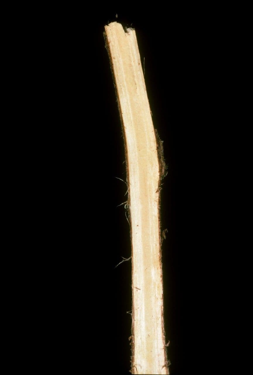 Platycarya strobilacea 20