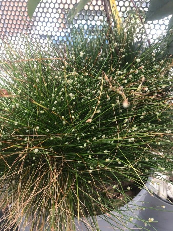 Junco de flor 16