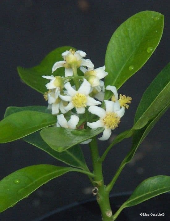 Fontainea 10