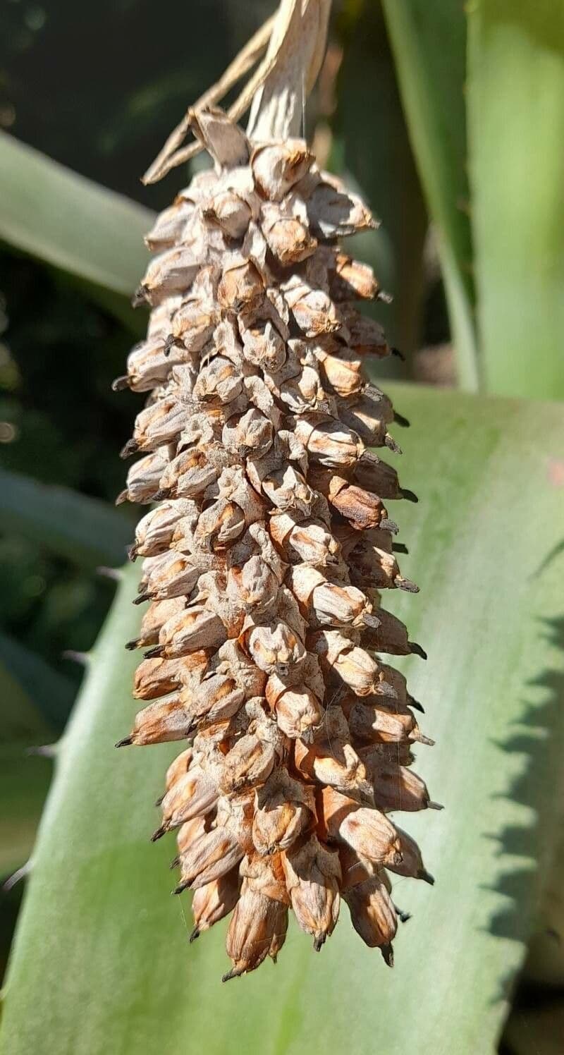 Aechmea bromeliifolia 5