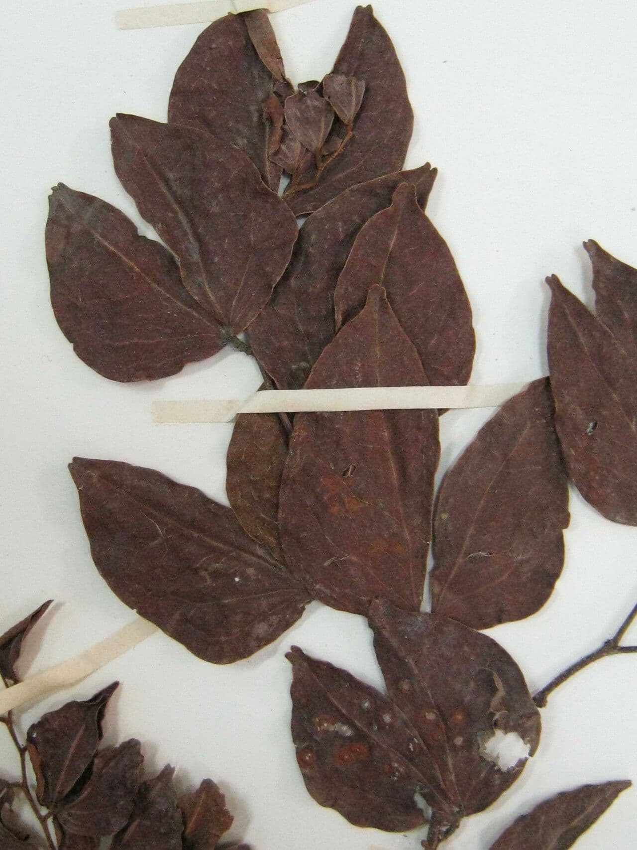 Cynometra 2
