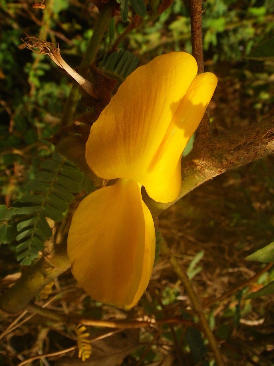 Aeschynomene 3