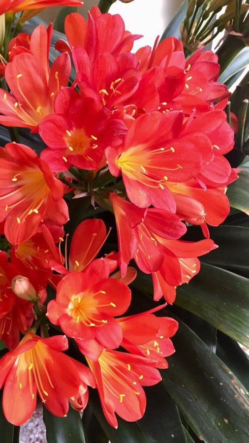 Clivia 7