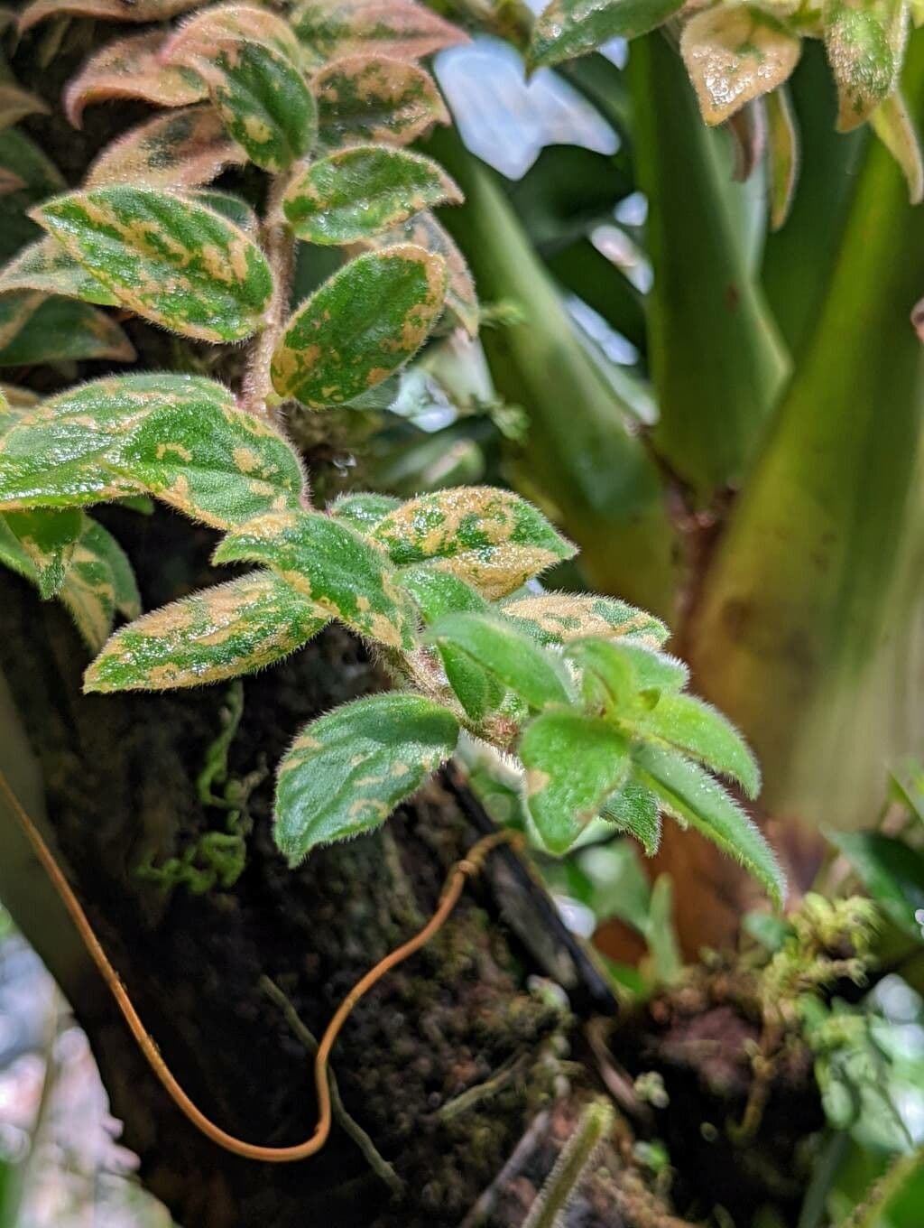 Columnea 3