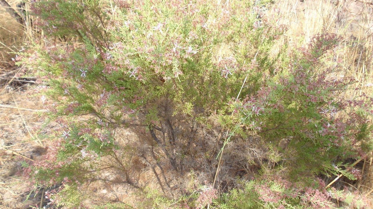 Calytrix 5