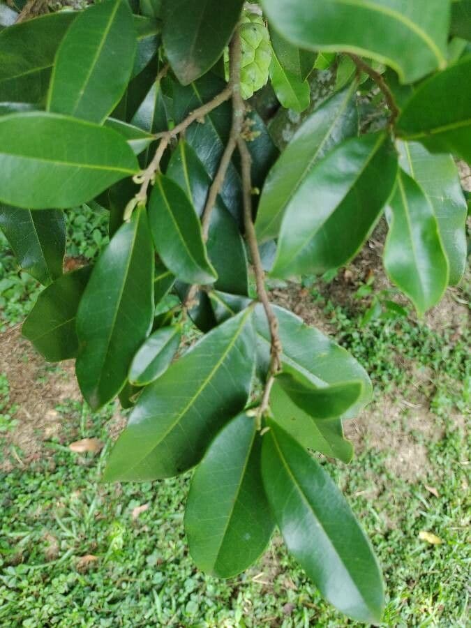 Duguetia 9