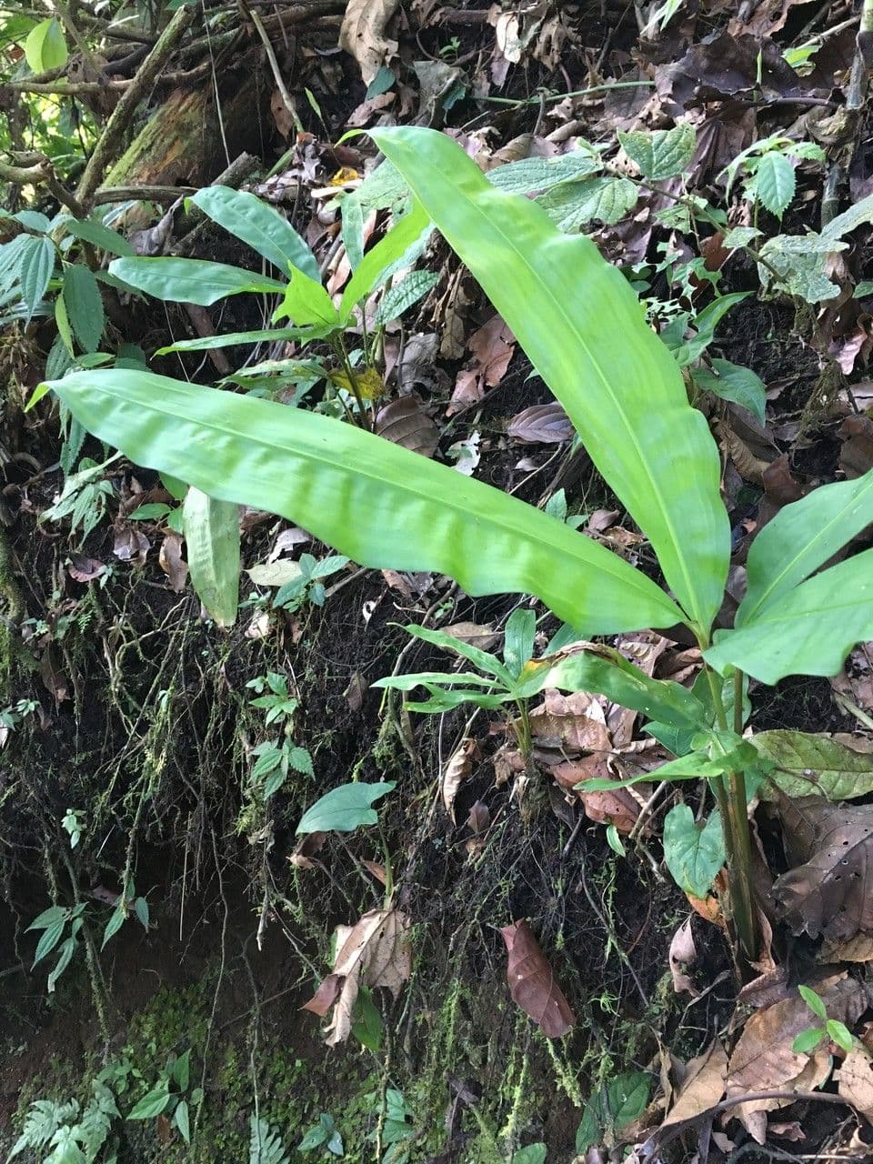 Cyclanthus 10