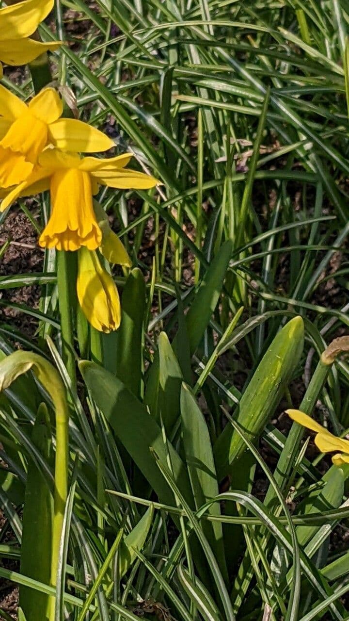 Narciso ciclamino 14