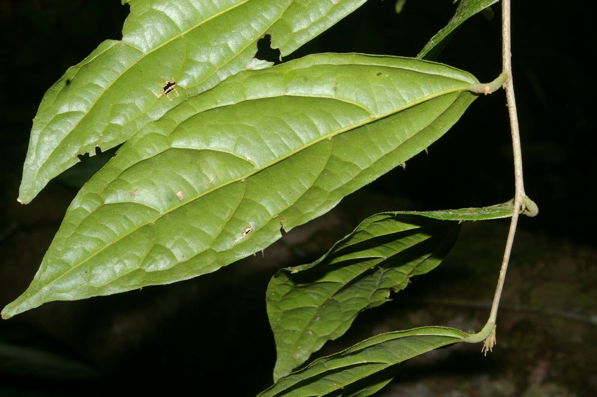 Quararibea