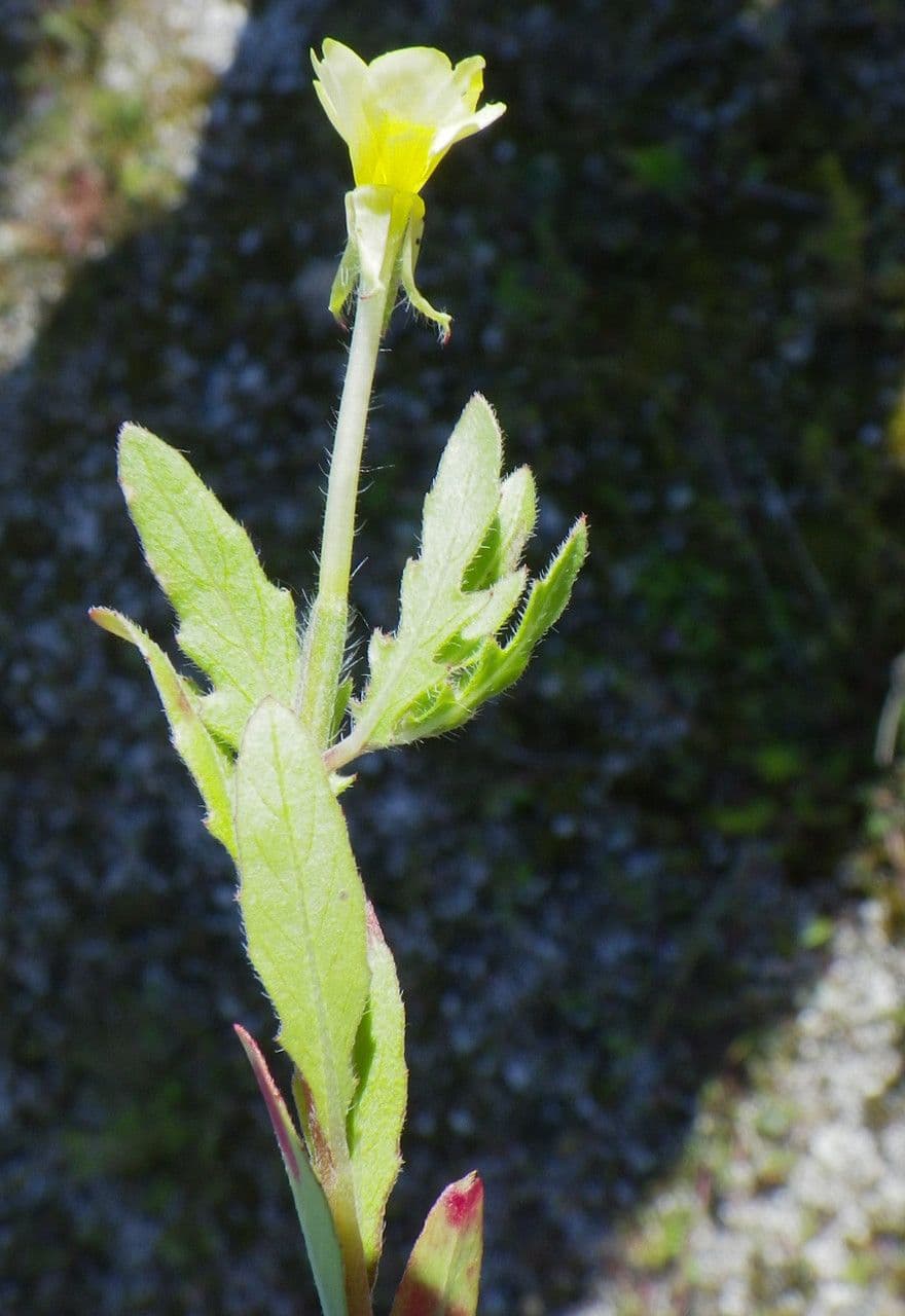 Onagra laciniata 27