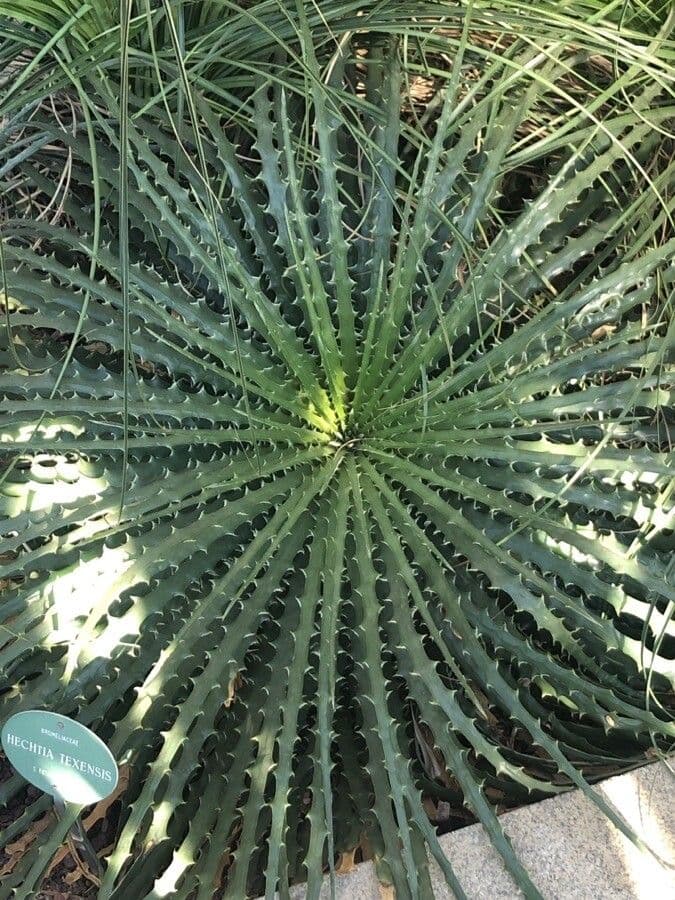 Hechtia del Texas 2