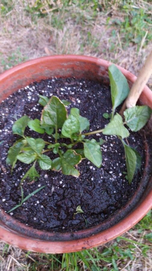 Acmella oleracea 15