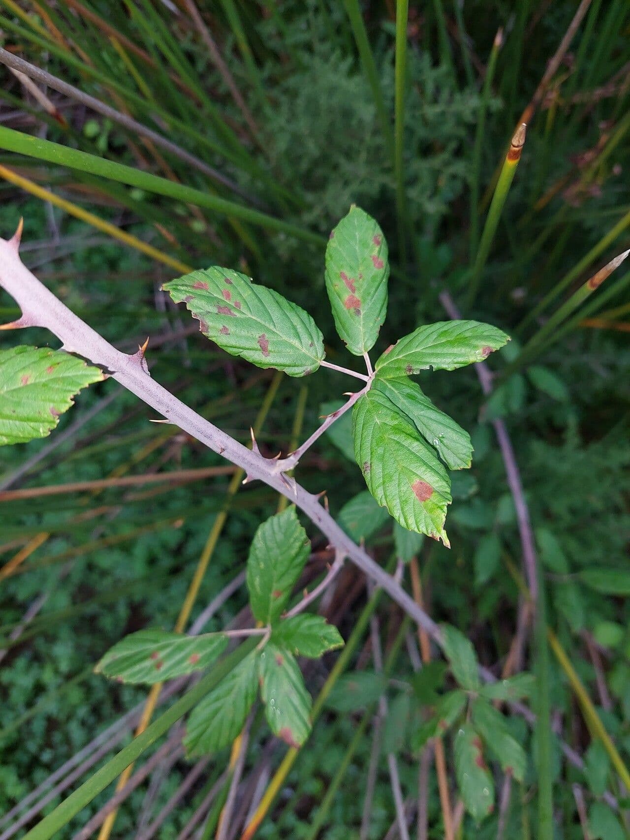 Rovo di Leighton 14