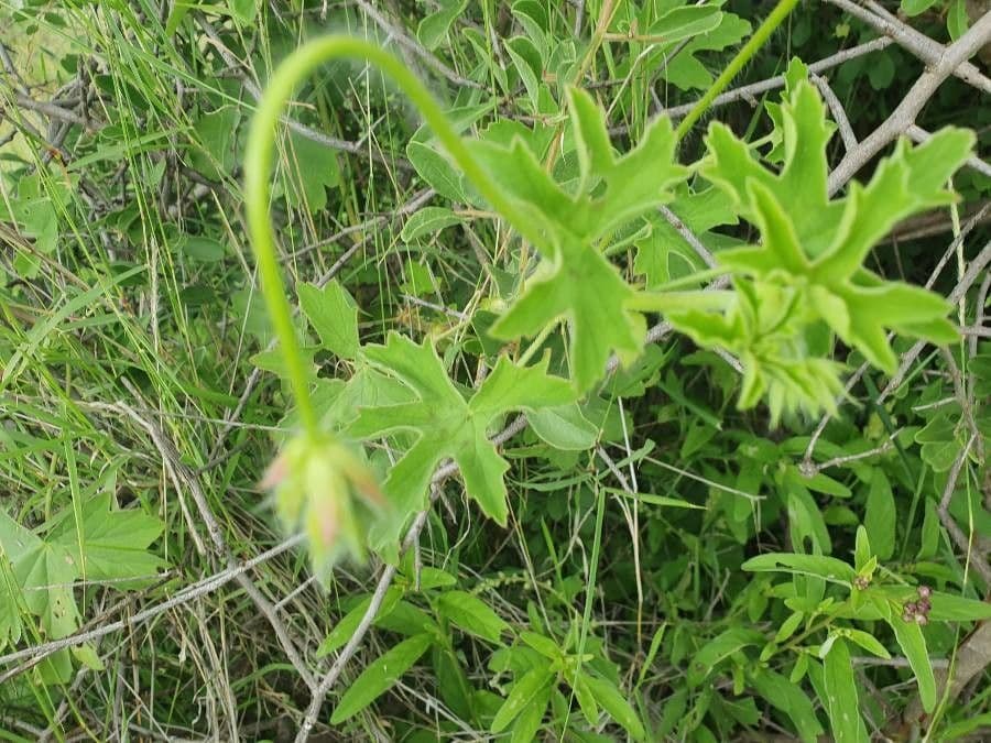 Pelargonium 21