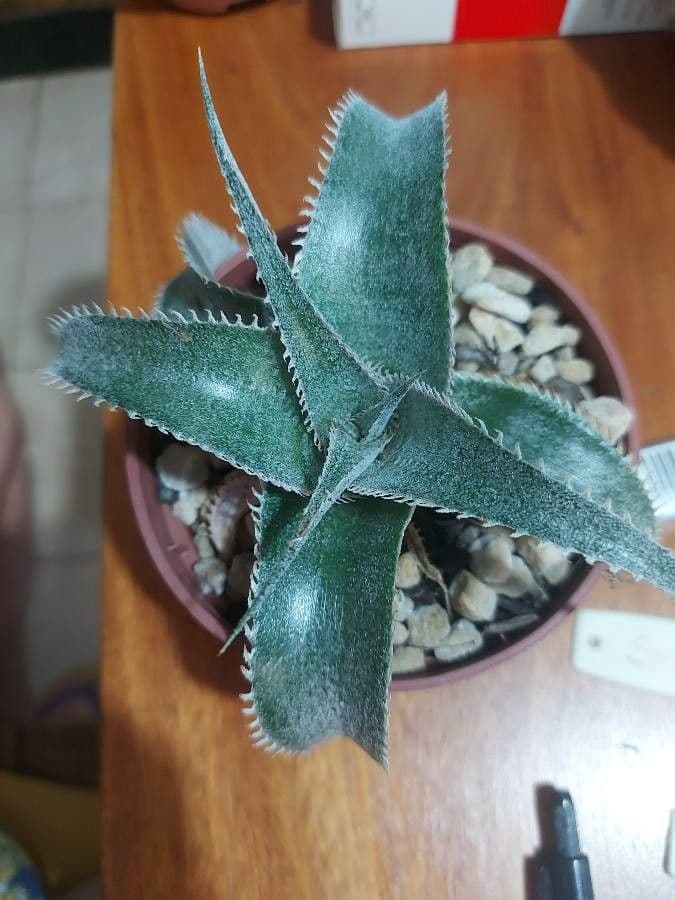 Dyckia