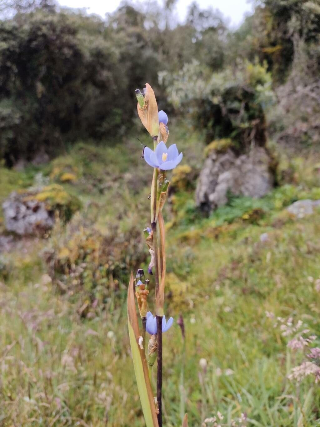 Iris del Chimborazo 4