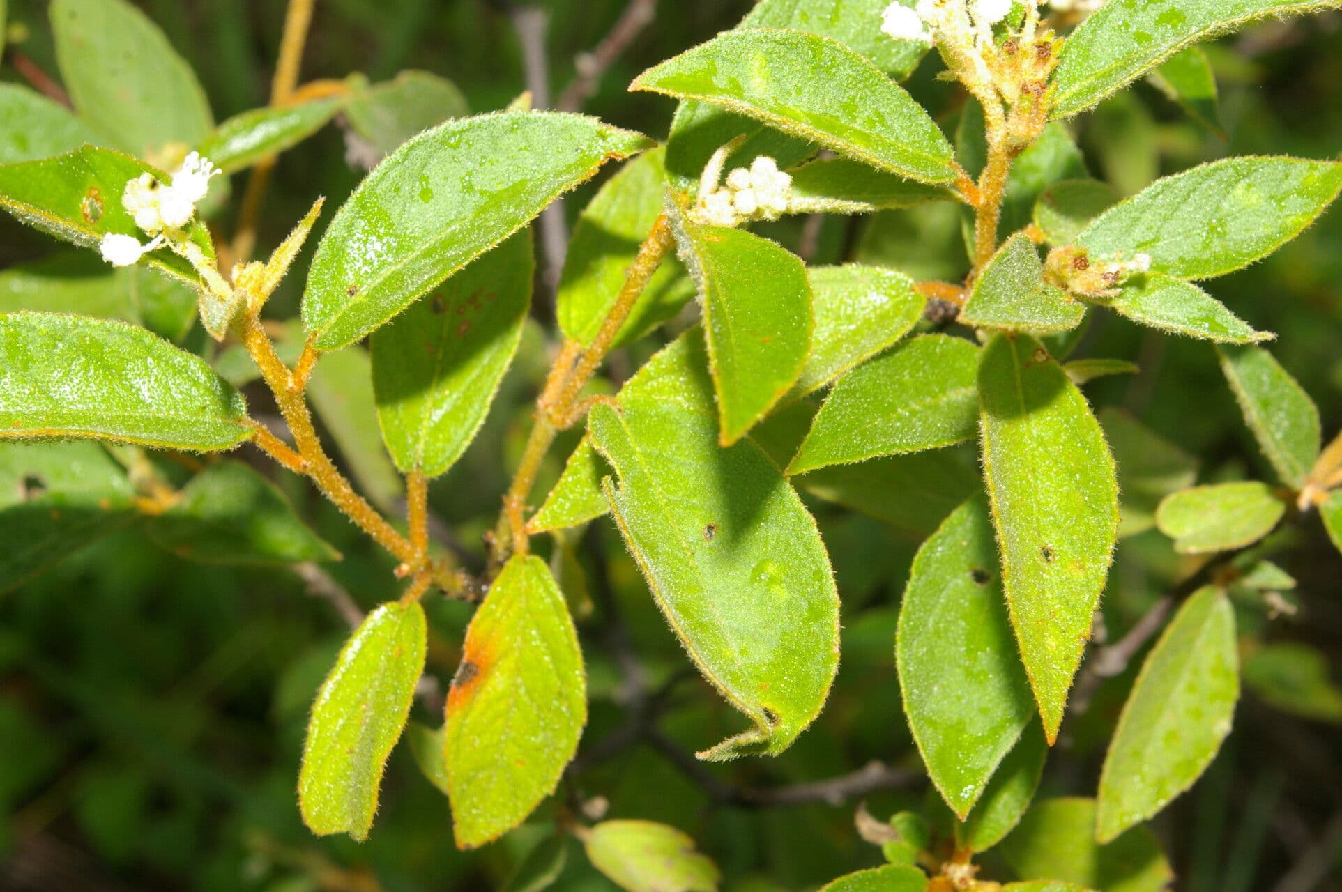 Croton 14