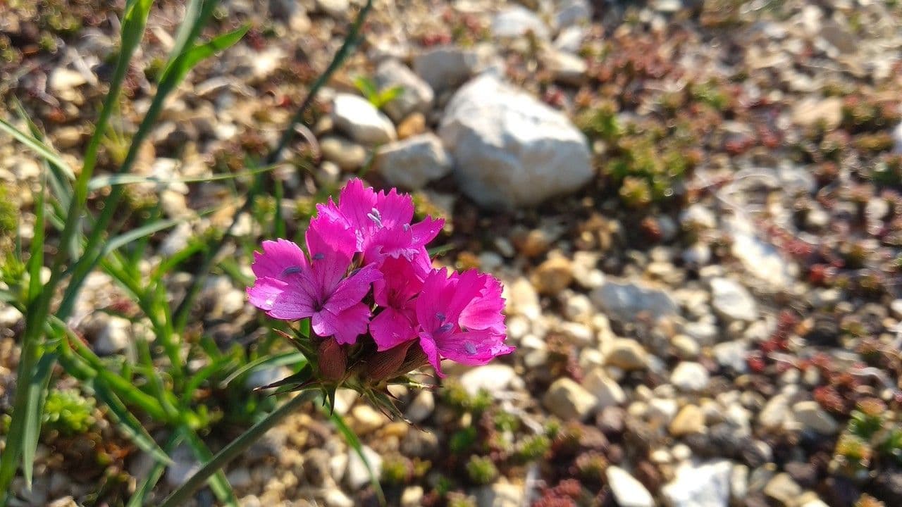 Garofano