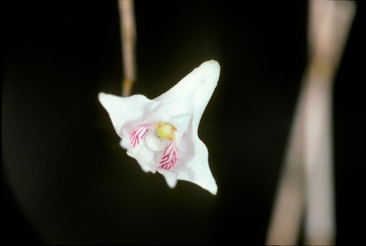 Dendrobium 2