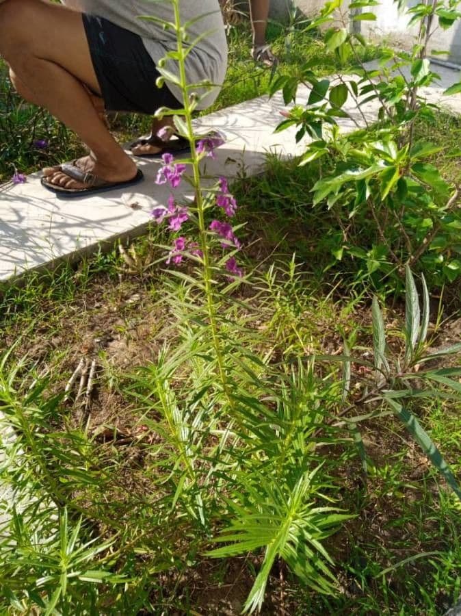 Angelonia 6