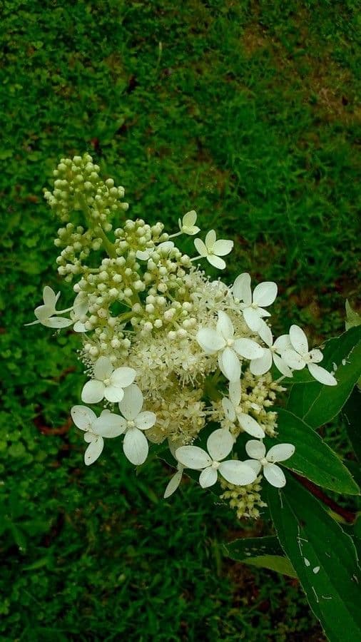 Peegee hydrangea 7