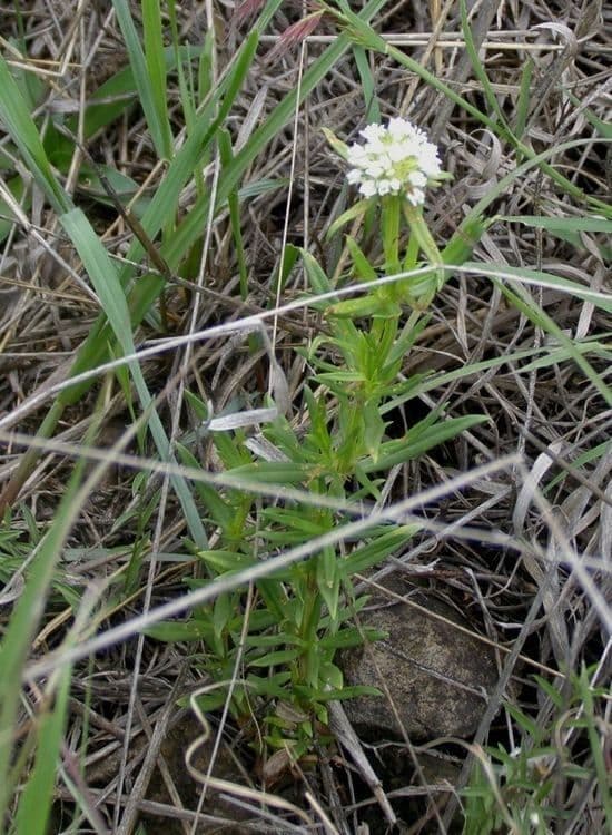 Lithospermum