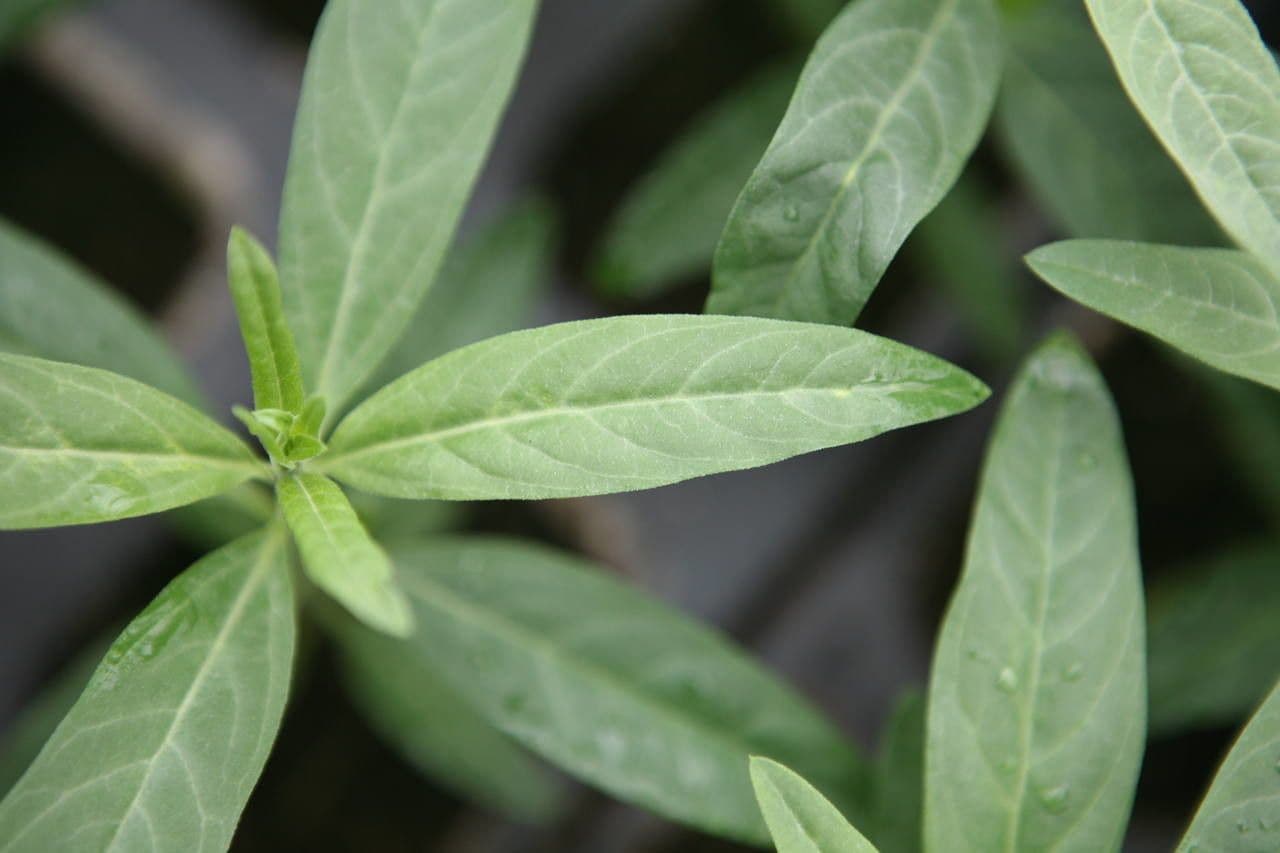 Gomphocarpus physocarpus 20