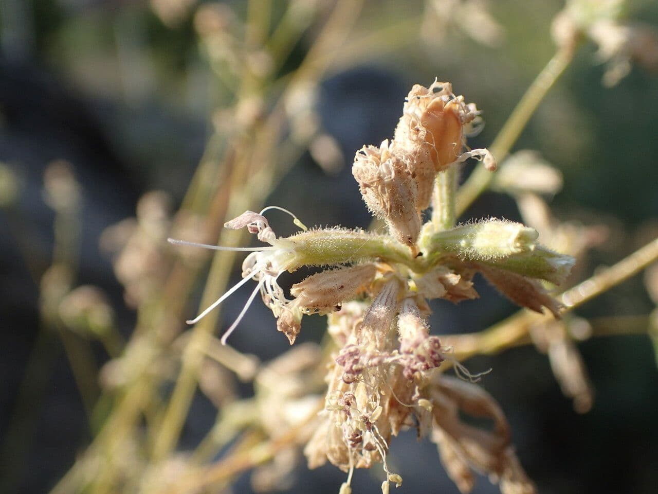 Silene agrupada 3