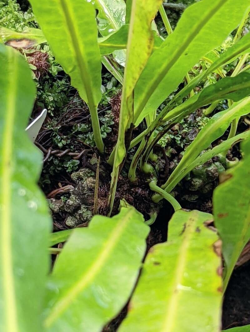 Campyloneurum 8